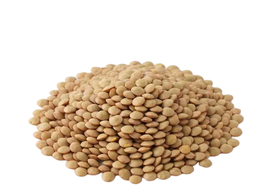 عدس 500 گرم