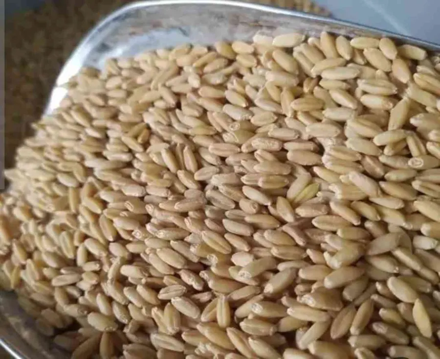 گندم آشی 500 گرم